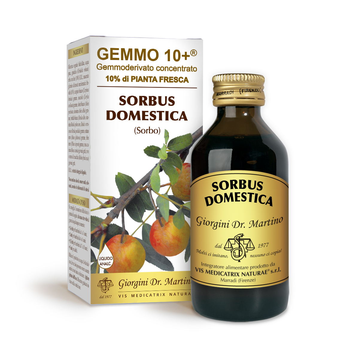 SORBO DOMESTICO G10+ (Sorbus domestica)