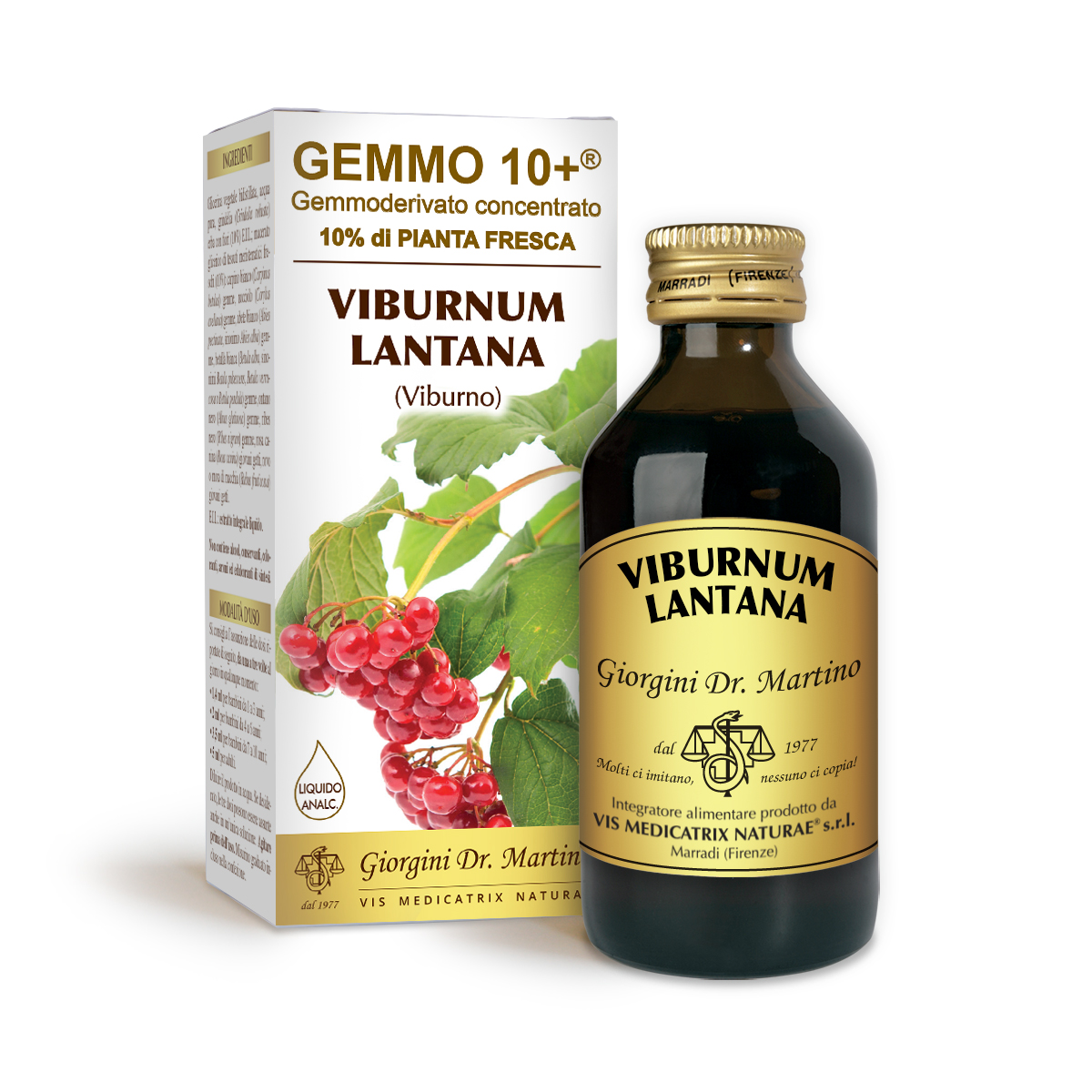 VIBURNO G10+ (Viburnum lantana)